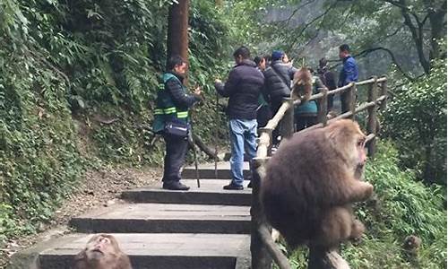 峨眉山猴子在哪个景点_峨眉山猴子在哪个景