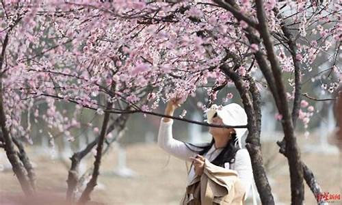 三圣乡幸福梅林_三圣乡幸福梅林景区